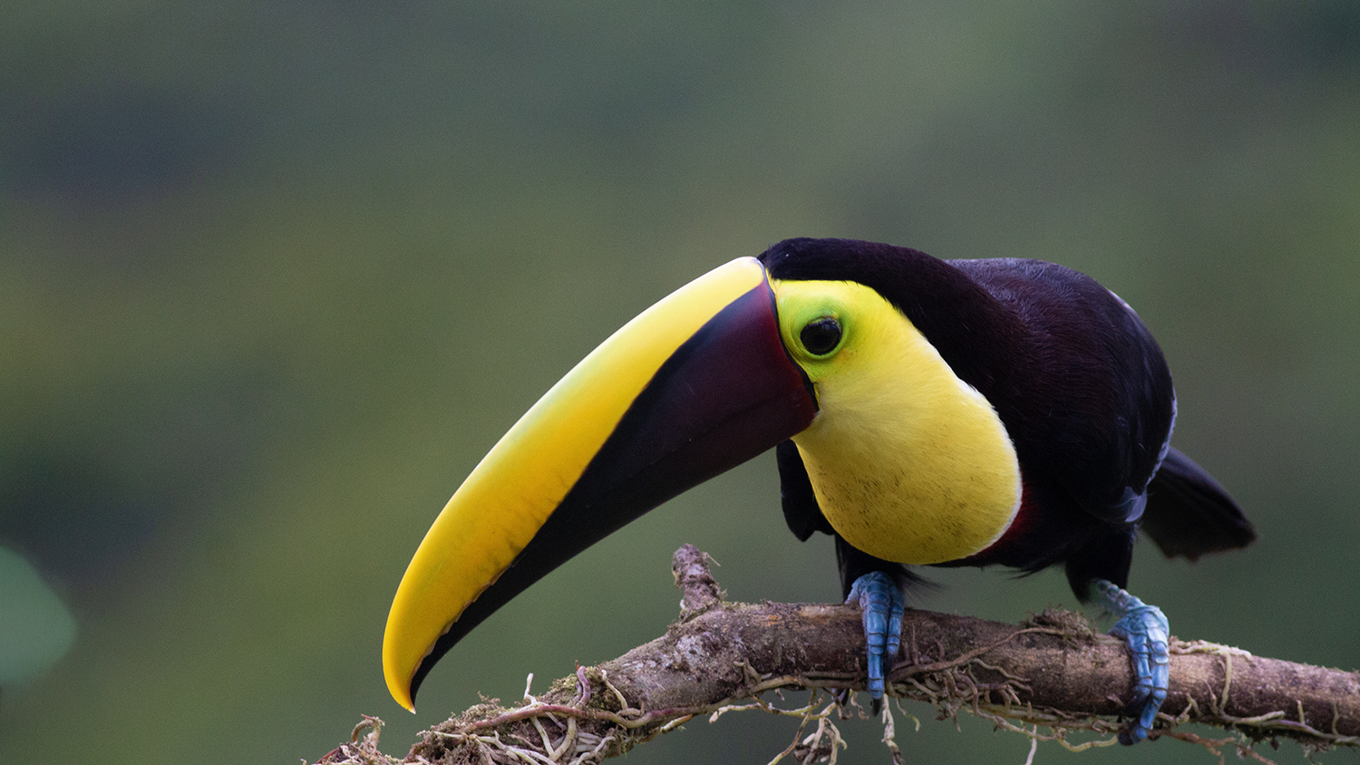 Yellow-throated Toucan